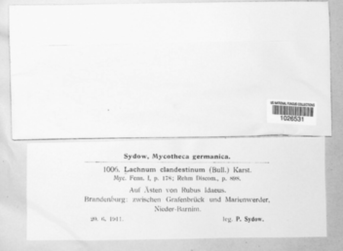 Brunnipila clandestina image